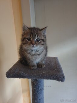 Britská modrá koťátka - 3