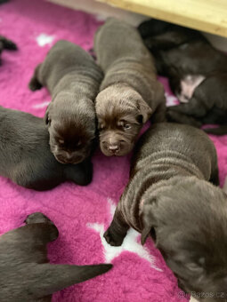 Labradorský retrivr - 3