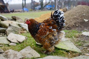 Brahmánky porcelánové 🥚🐣 (násadová vejce i kuřátka) - 3