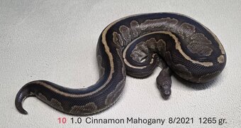 Krajta královská (Python regius) - 3