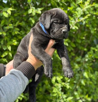 Štěňátka Cane Corso - 3