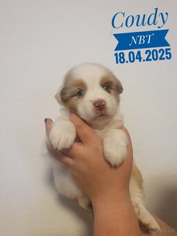 Australský ovčák- PP - 18.04.2024 - 3