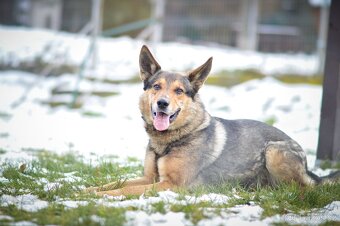 Rex - x Německý ovčák, aktivní, 7 let - 3