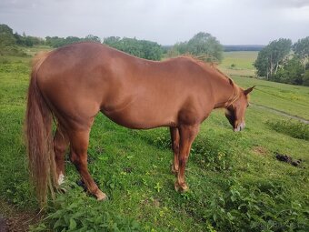 APH-American Paint horse - 3