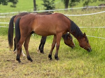 Dvouletý valach český sportovní pony - 3