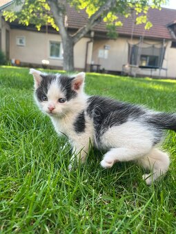 Černobílí a rezavobílí kocourci a tříbarevné kočičky - 3