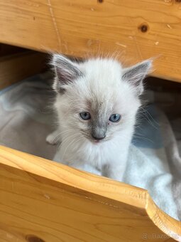 Ragdoll koťátka bez PP - 3