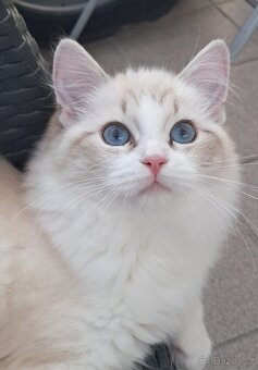 Kočička ragdoll s PP - 3
