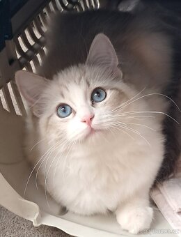 Kočička ragdoll s PP - 3