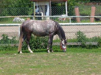 Prodej tříleté klisny Welsh pony, sekce B - 3