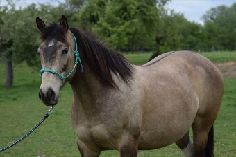 Valach paint horse 8 let - 3