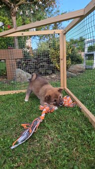 Shiba inu - 3