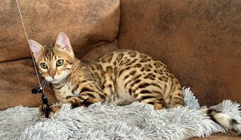 Bengálský kocourek / kotě s PP - 3