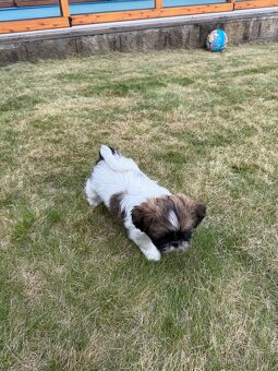 Fenka Shih-Tzu bez PP - 3