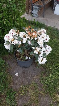 Krásné kvetoucí Rododendrony - 3