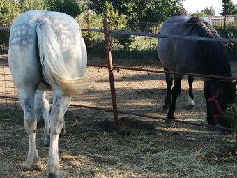 Percheron na predaj - 3