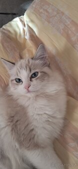 Kočička ragdoll s PP - 3