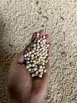 Prodám pšenici,ječmen a hrách - 3