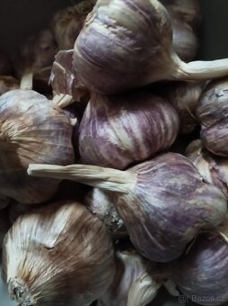 Český česnek - 3