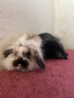 ✨ Králíček beránek – ihned k odběru ✨ - 3