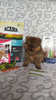 Německý špic malý s PP - 3