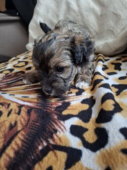 Havanský psík bez PP - 3