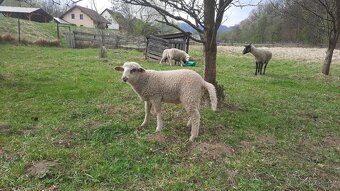 Prodám jehňata - 3