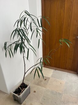 Prodám ficus binnendijkii - 3