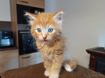 Mainská mývalí x ragdoll - 3