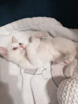 Daruji kocourka 🐱 - 3