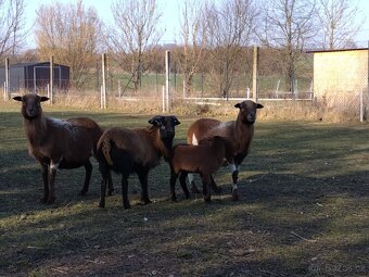 Kamerunská ovce - 3