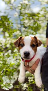 Jack Russell Terrier - 3