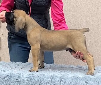 Boerboel štěňata na prodej (FCI) - 3