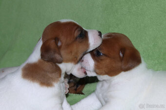 štěňata Jack Russell teriéra s PP - 3