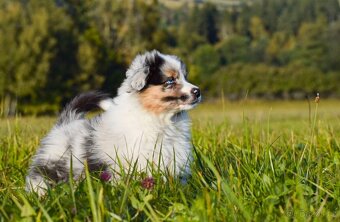 Krytí chovným psem Australský ovčák - 3