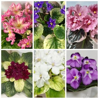 Africké fialky - 3