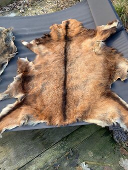 Jeleni a prasečí kůže - 3