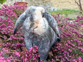 Zakrslý beránek samička - 3