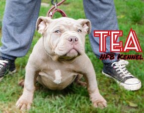 Štěňata American Bully Pocket Exotic -Top linie - 3