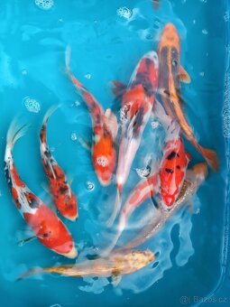 Koi kapr originál - 3