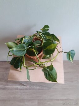 Philodendron Brazil - 3