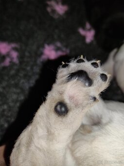 Labrador retriever - 3