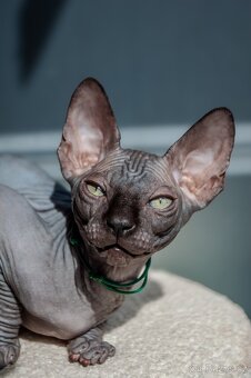 Kanadský Sphynx - 3