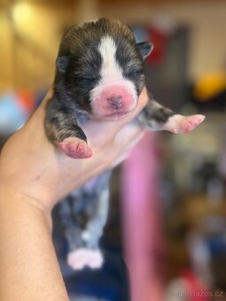 Akita Inu s průkazem původu (PP) - FCI & AKIHO - 3