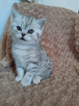 Prodám kotata Whiskas - 3