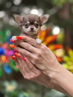 Čivava mini s PP - 3