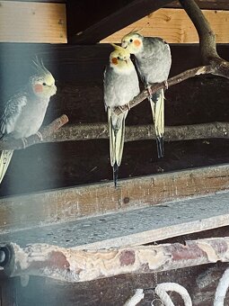 Korela chocholatá - 3