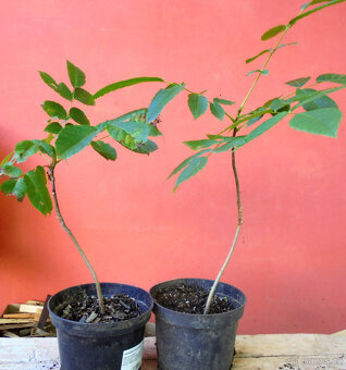 Ořešák královský - sazenice, výška 30-100 cm - 3