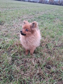 Německý špic malý s PP (FCI)– štěňátko k odběru - 3