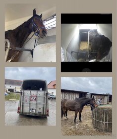 Certifikovaná přeprava zvířat - koně/hospodářská zvířata - 3